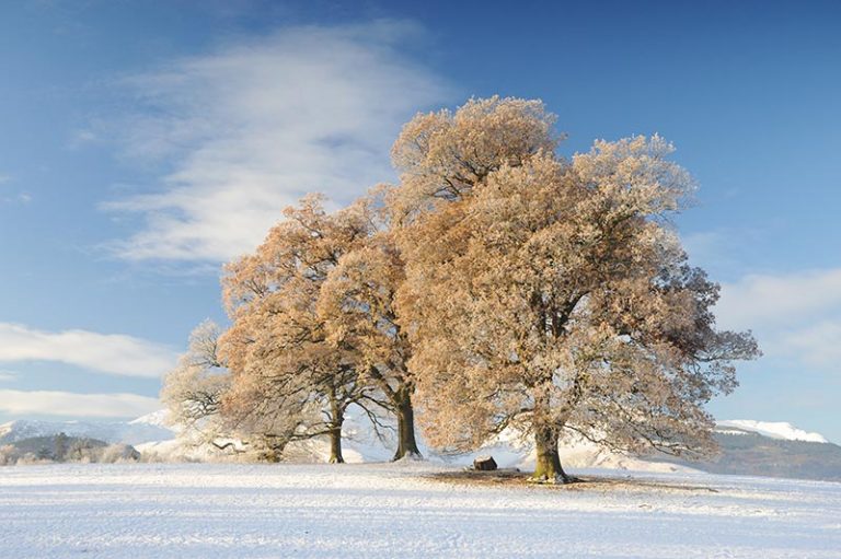 Trees Christmas Card