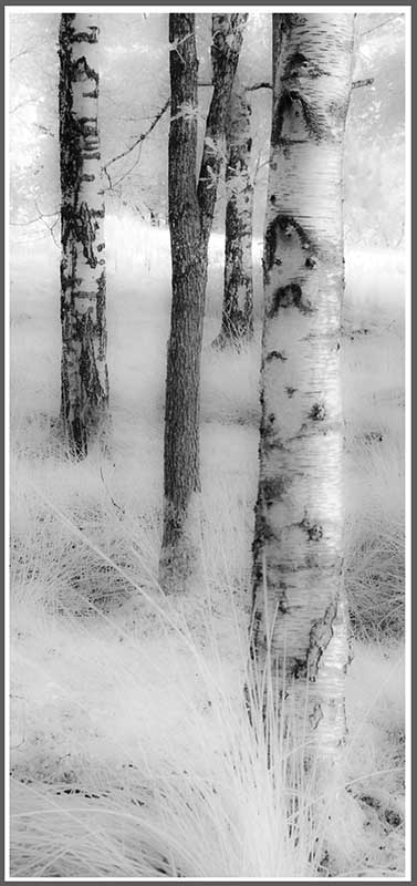 Trees Christmas Card