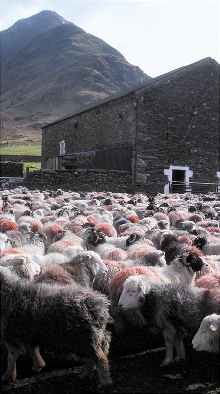 Sheep Christmas Card