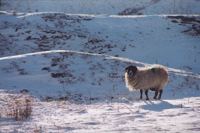 Sheep Christmas Card