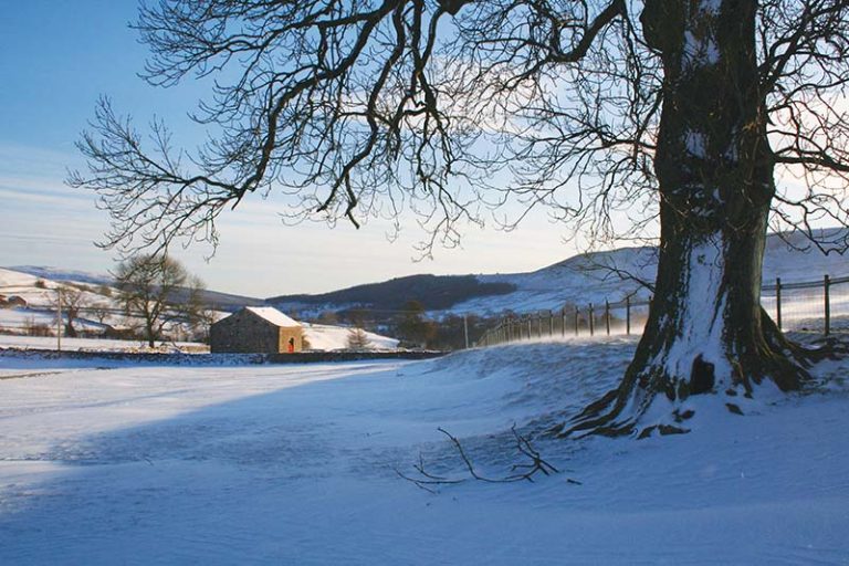 Snow Christmas Card