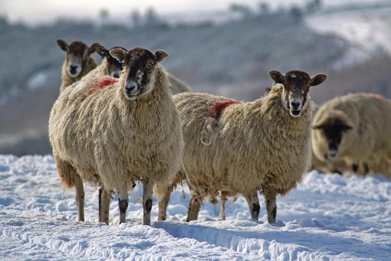 Sheep Christmas Card