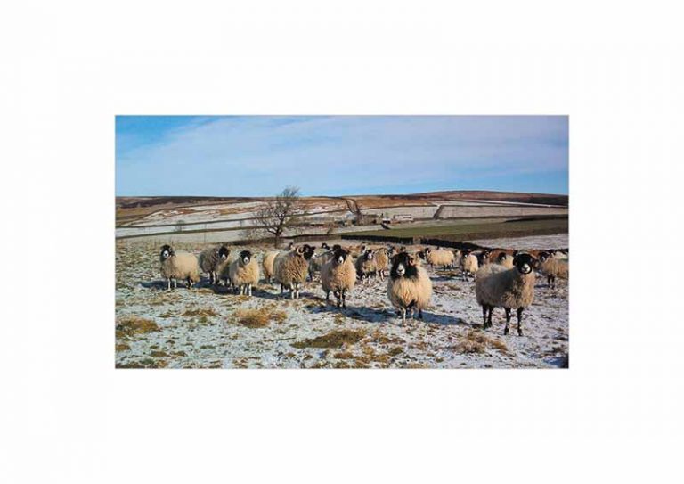 Sheep Christmas Card